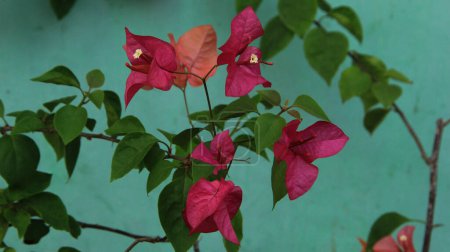 Beautiful blooming Bougainvillea flower tree in the garden on a sunny day