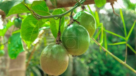 Markisa Hijau En (Passiflora edulis) fruta, primer plano de la fruta Passiflora edulis en el jardín