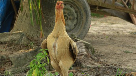 Eine braune Glucke oder ein Kampong-Huhn und ihre kleinen Küken tummeln sich im erdigen Garten