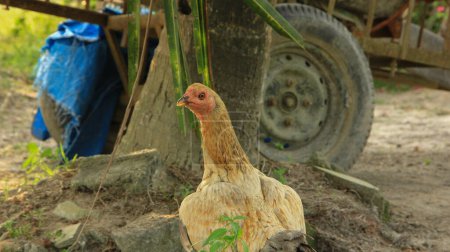 Eine braune Glucke oder ein Kampong-Huhn und ihre kleinen Küken tummeln sich im erdigen Garten