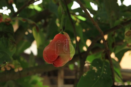 Téléchargez les photos : Syzygium aqueum ou pomme d'eau ou goyave d'eau accroché à l'arbre - en image libre de droit