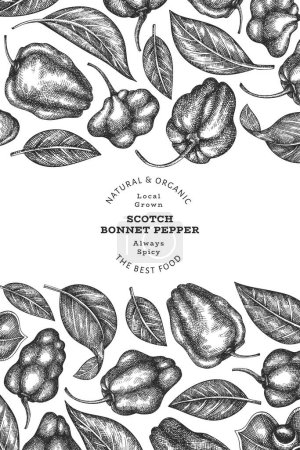 Illustration for Hand drawn sketch style scotch bonnet pepper banner. Organic fresh vegetable vector illustration. Retro cayenne pepper design template - Royalty Free Image