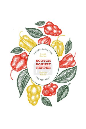 Illustration for Hand drawn sketch style scotch bonnet pepper banner. Organic fresh vegetable vector illustration. Retro cayenne pepper design template - Royalty Free Image