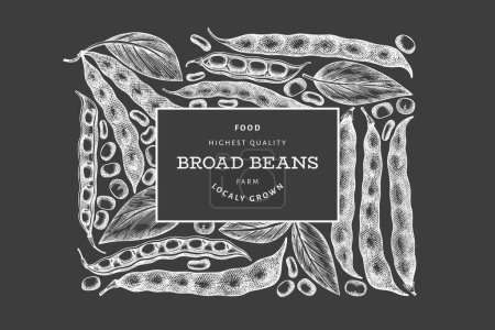 Hand drawn broad beans design template. Organic fresh food vector illustration on chalk board. Retro pods illustration. Botanical style cereal background.