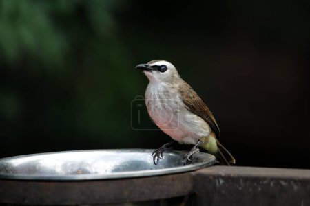 Photo for The yellow-vented bulbul or Pycnonotus goiavier, is a species of songbird. The local name is "Merbah Cerucuk". - Royalty Free Image