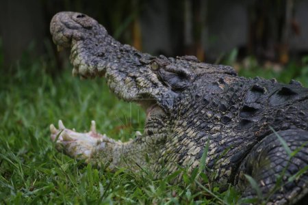 Cocodrilos de agua salada, cocodrilos indoaustralianos y cocodrilos devoradores de hombres. El nombre científico es Crocodylus porosus, los cocodrilos más grandes del mundo con un hábitat en los ríos y cerca del mar.