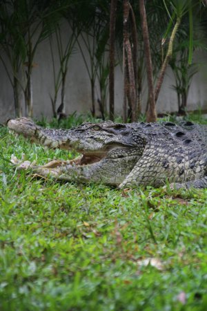 Téléchargez les photos : Crocodiles d'eau salée, crocodiles indo-australiens et crocodiles mangeurs d'hommes. Le nom scientifique est Crocodylus porosus, le plus grand crocodile du monde avec un habitat dans les rivières et près de la mer.. - en image libre de droit