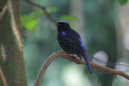 Niltava macgrigoriae es una especie de ave paseriforme de la familia Muscicapidae..