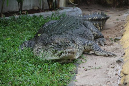 Saltwater crocodiles, Indo-Australian crocodiles, and Man-eater crocodiles. The scientific name is Crocodylus porosus, the largest crocodiles in the world with a habitat in rivers and near the sea.