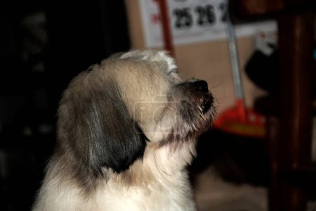 Téléchargez les photos : Shih Tzu est une race de chiens petite et mignonne qui est populaire dans le monde entier - en image libre de droit