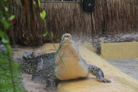 Salzwasserkrokodile, indo-australische Krokodile und menschenfressende Krokodile. Der wissenschaftliche Name ist Crocodylus porosus, das größte Krokodil der Welt mit einem Lebensraum in Flüssen und am Meer.