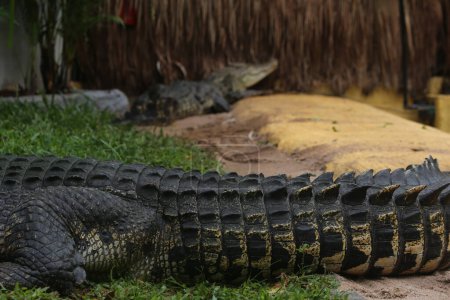 Foto de Cocodrilos de agua salada, cocodrilos indoaustralianos y cocodrilos devoradores de hombres. El nombre científico es Crocodylus porosus, los cocodrilos más grandes del mundo con un hábitat en los ríos y cerca del mar. - Imagen libre de derechos