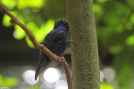 Téléchargez les photos : Niltava macgrigoriae est une espèce d'oiseau de la famille des Muscicapidae.. - en image libre de droit