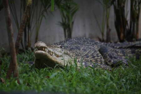 Crocodiles d'eau salée, crocodiles indo-australiens et crocodiles mangeurs d'hommes. Le nom scientifique est Crocodylus porosus, le plus grand crocodile du monde avec un habitat dans les rivières et près de la mer..