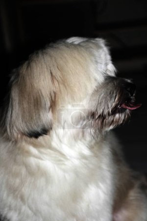 Téléchargez les photos : Shih Tzu est une race de chiens petite et mignonne qui est populaire dans le monde entier - en image libre de droit