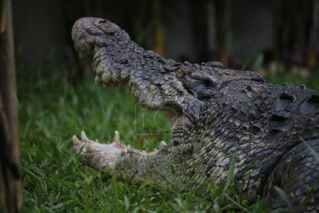 Foto de Cocodrilos de agua salada, cocodrilos indoaustralianos y cocodrilos devoradores de hombres. El nombre científico es Crocodylus porosus, los cocodrilos más grandes del mundo con un hábitat en los ríos y cerca del mar. - Imagen libre de derechos