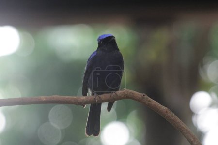 Die kleine Niltava oder Niltava macgrigoriae ist eine Vogelart aus der Familie der Muscicapidae, die auf dem indischen Subkontinent und Südostasien beheimatet ist..