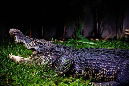 Photo for Saltwater crocodiles, Indo-Australian crocodiles, and Man-eater crocodiles. The scientific name is Crocodylus porosus, the largest crocodiles in the world with a habitat in rivers and near the sea. - Royalty Free Image