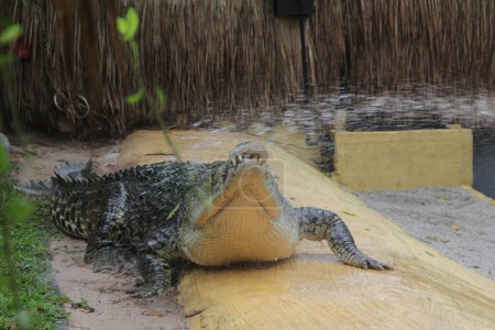 Téléchargez les photos : Crocodiles d'eau salée, crocodiles indo-australiens et crocodiles mangeurs d'hommes. Le nom scientifique est Crocodylus porosus, le plus grand crocodile du monde avec un habitat dans les rivières et près de la mer.. - en image libre de droit