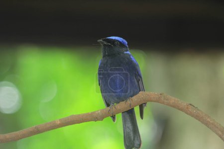 Téléchargez les photos : Niltava macgrigoriae est une espèce d'oiseau de la famille des Muscicapidae.. - en image libre de droit