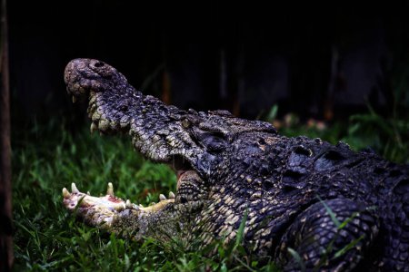 Crocodiles d'eau salée, crocodiles indo-australiens et crocodiles mangeurs d'hommes. Le nom scientifique est Crocodylus porosus, le plus grand crocodile du monde avec un habitat dans les rivières et près de la mer..