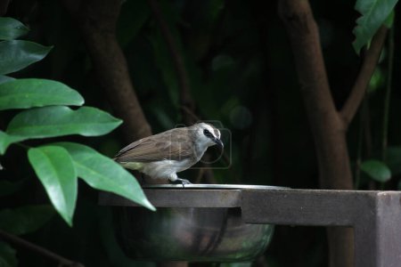 Téléchargez les photos : Petit oiseau assis au buveur d'oiseaux en métal - en image libre de droit