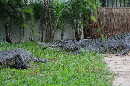 Cocodrilos de agua salada, cocodrilos indoaustralianos y cocodrilos devoradores de hombres. El nombre científico es Crocodylus porosus, los cocodrilos más grandes del mundo con un hábitat en los ríos y cerca del mar.