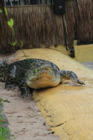 Salzwasserkrokodile, indo-australische Krokodile und menschenfressende Krokodile. Der wissenschaftliche Name ist Crocodylus porosus, das größte Krokodil der Welt mit einem Lebensraum in Flüssen und am Meer.