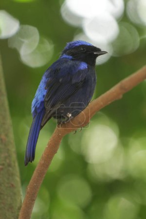Foto de Niltava macgrigoriae es una especie de ave paseriforme de la familia Muscicapidae.. - Imagen libre de derechos