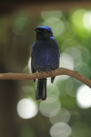 The small niltava or Niltava macgrigoriae is a species of bird in the family Muscicapidae, native to the Indian subcontinent and Southeast Asia.