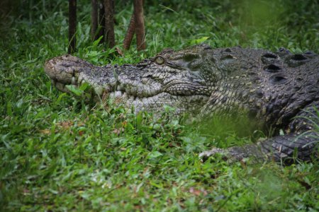 Saltwater crocodiles, Indo-Australian crocodiles, and Man-eater crocodiles. The scientific name is Crocodylus porosus, the largest crocodiles in the world with a habitat in rivers and near the sea.