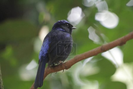 Niltava macgrigoriae es una especie de ave paseriforme de la familia Muscicapidae..