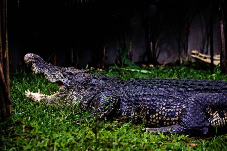 Photo for Saltwater crocodiles, Indo-Australian crocodiles, and Man-eater crocodiles. The scientific name is Crocodylus porosus, the largest crocodiles in the world with a habitat in rivers and near the sea. - Royalty Free Image
