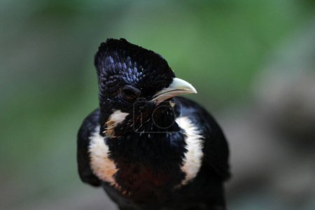 Téléchargez les photos : Magnifique Basilornis celebensis ou Sulawesi Myna oiseau - en image libre de droit