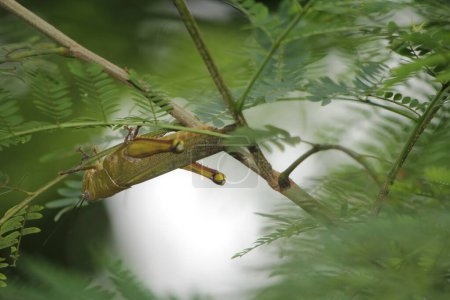 Javanese Valanga nigricornis, das javanische Heuschreckeninsekt auf dem Hintergrund der Natur