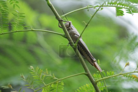 Javanese Valanga nigricornis, the Javanese grasshopper insect on nature background