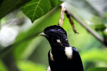 Téléchargez les photos : Magnifique Basilornis celebensis ou Sulawesi Myna oiseau - en image libre de droit