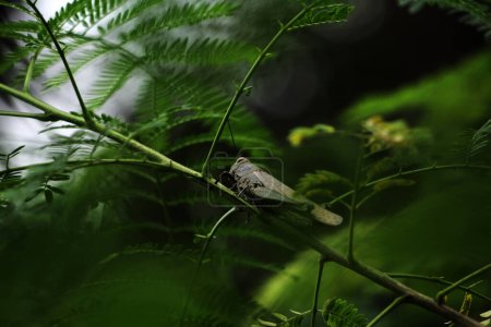 Téléchargez les photos : Javanese Valanga nigricornis, l'insecte sauterelle javanaise sur fond de nature - en image libre de droit