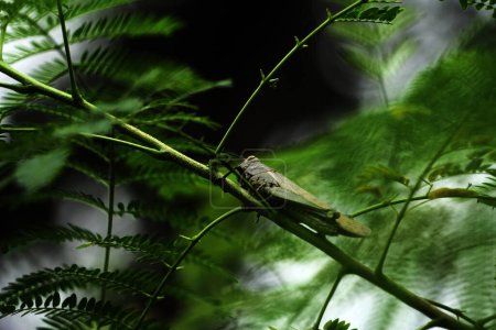 Javanese Valanga nigricornis, el insecto saltamontes javanés en el fondo de la naturaleza