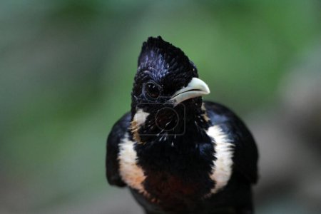 Basilornis celebensis oder Sulawesi Myna-Vogel 