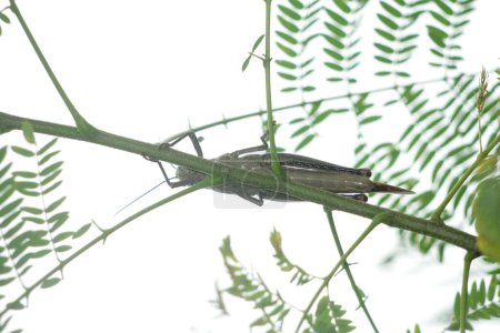 Téléchargez les photos : Javanese Valanga nigricornis, l'insecte sauterelle javanaise sur fond de nature - en image libre de droit