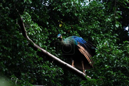 Photo for Javan Green Peacock or Pavo muticus Linnaeus is a rare bird whose distribution is currently only on the island of Java. - Royalty Free Image