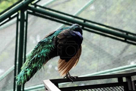  Javan Green Peacock o Pavo muticus Linnaeus es un ave rara cuya distribución es actualmente solo en la isla de Java.