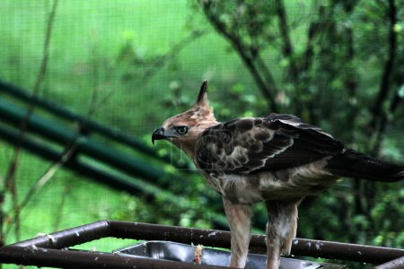 Téléchargez les photos : Javan aigle oiseau sur fond de nature en Indonésie - en image libre de droit