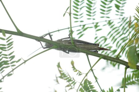 Javanese Valanga nigricornis, el insecto saltamontes javanés en el fondo de la naturaleza