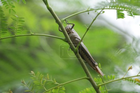 Javanese Valanga nigricornis, the Javanese grasshopper insect on nature background