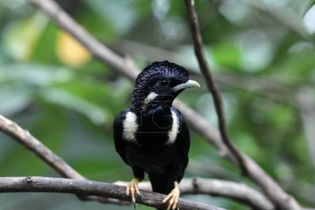 Basilornis celebensis or Sulawesi Myna bird 