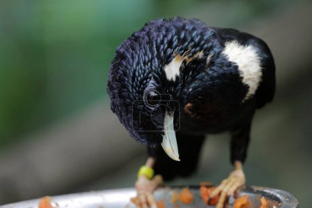 Téléchargez les photos : Basilornis celebensis ou Sulawesi Myna bird - en image libre de droit