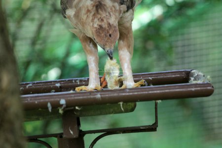 Foto de Javan águila pájaro en la naturaleza fondo en Indonesia - Imagen libre de derechos