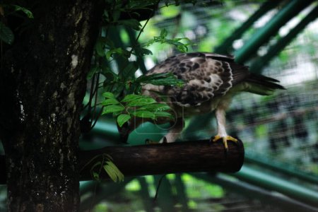 Téléchargez les photos : Javan aigle oiseau sur fond de nature en Indonésie - en image libre de droit